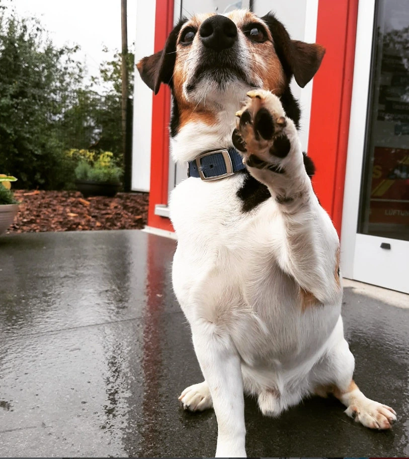 Bürohund Milo (1).webp